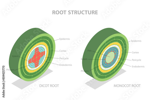 3D Isometric Flat Illustration of Root Structure, Plant Anatomy
