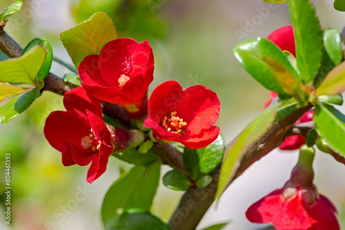 Czerwone kwiaty ciernistego krzaka. Słoneczny kwietniowy poranek w parku miejskim - pięknie kwitnące rośliny.