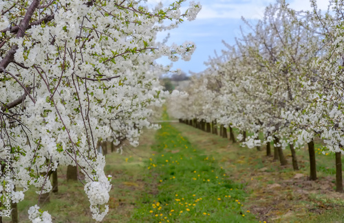 Kwitnący sad wiśniowy na zboczu wzgórza. Kwietniowe popołudnie w wiśniowym sadzie ozdobionym falą białych kwiatów „gardzących śmiercią” (bushido).