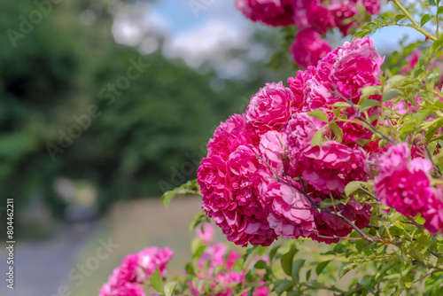 Różowe róże kwitnące w dużych ilościach na krzaku w pobliżu płotu. Duża liczba kwiatów róż kwitnących obok płotu wzdłuż wiejskiej drogi.