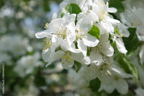 Kwitnące kwiaty jabłoni na gałęzi. Zbliżenie pachnących różowych kwiatów jabłoni. Wiosenne kwiatki na jabłonce. 