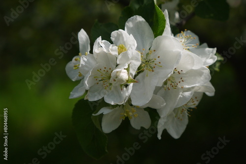 Kwitnące kwiaty jabłoni na gałęzi. Zbliżenie pachnących różowych kwiatów jabłoni. Wiosenne kwiatki na jabłonce. 