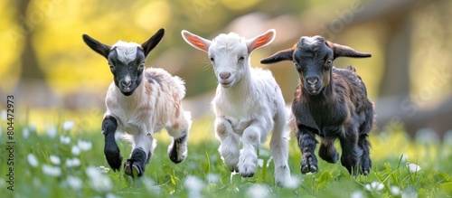 Three Baby Goats Running in Grass