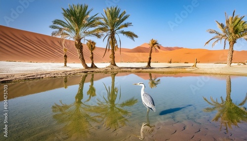 Near a sparse desert oasis, a heron stands in shallow water, its reflection mirrored in the clear blue. The oasis is surrounded by palms and sandy dunes, 