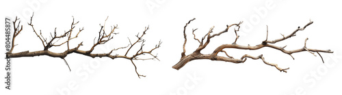 Dry tree branches two pieces isolated on white or transparent background