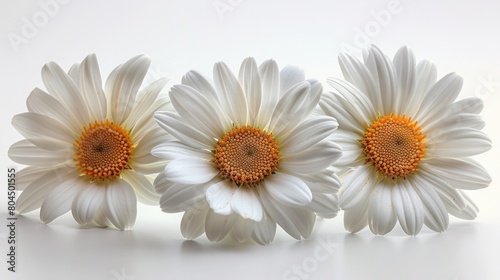 Three White Flowers With Yellow Centers on a White Background