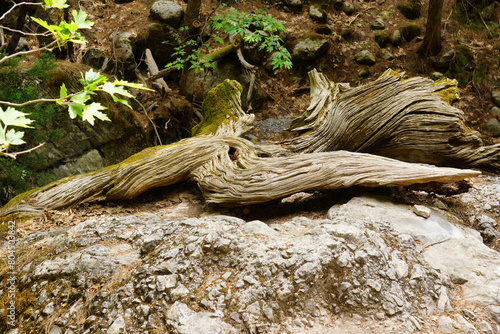 The Samaria Gorge is a National Park of Greece since 1962 on the island of Crete.