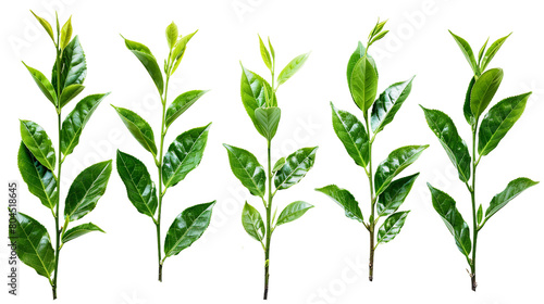 Fresh Green Tea Leaf on Transparent Background, Organic Herbal Ingredient for Healthy Beverage