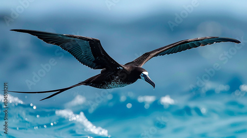 With stunning clarity, a magnificent frigatebird glides gracefully over azure waters, a majestic sight.