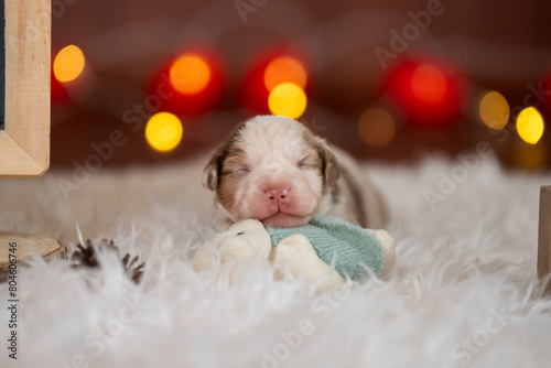 Chiot de race berger américain dans un studio pour un élevage