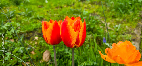Tulips in the garden, herald of spring