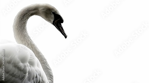  A monochrome image of a swan with its head and neck turned to the side