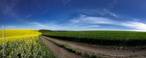 Wide girth of the horizon in the fields of Ukraine. Dirt road along the field.Panorama of Ukrainian agricultural land.Wheat and rapeseed are ripening.