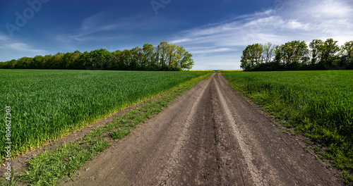 Wide girth of the horizon in the fields of Ukraine. Dirt road along the field.Panorama of Ukrainian agricultural land.Wheat and rapeseed are ripening.