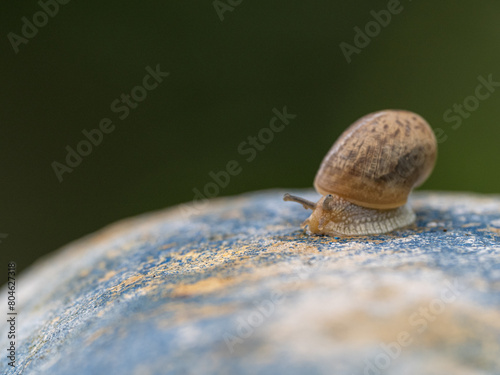 Details of snail on rock. Close up of single snail crawling on rock