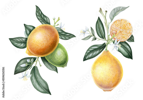 Watercolor illustrations of lemon branches with fruits, slices, leaves and blossom flowers. Hand drawn botanical clipart. Cutout on white. 