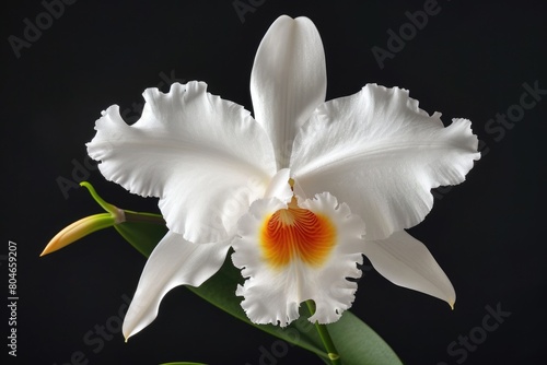 White Cattleya Orchid: A Tropical Beauty in Bloom - Stunning Nature Photography