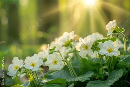 Delicate white primroses thriving amidst the trees in a forest during spring, illuminated by soft sunlight