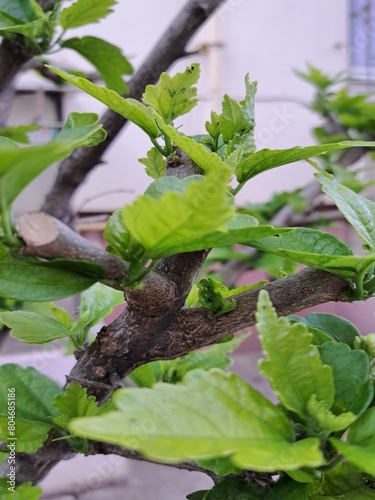 pruning trees in spring