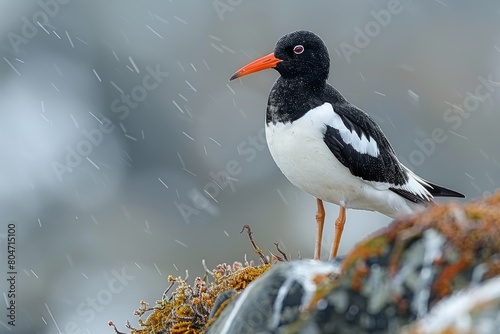 Close-up of a Eurasian oystercatcher on a stone coping with the rainy environment perfectly