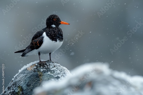 A snow-speckled oystercatcher bird stands firmly on a rocky ledge, braving the snowfall