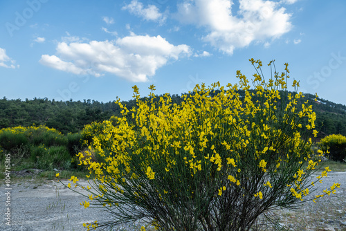 Yellow gorse bush flowers against blue sky.