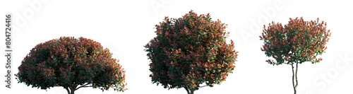 Photinia × fraseri shrub and tree rose family flowering pink red bush shrub isolated png on a transparent background perfectly cutout (Fraser, Red-Tip Photinia)