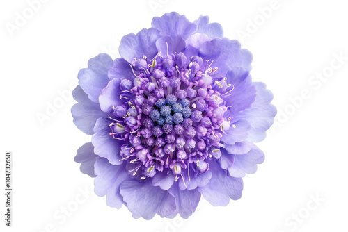 Pincushion flower scabiosa columbaria isolated on transparent background