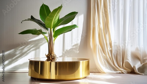modern and luxury gold colored round shiny pedestal podium steel banana tree in dappled sunlight from window with blowing white sheer curtain in white cream wall background for product display