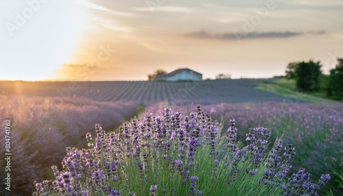 lavender farm at sunset purple hues peaceful aromatic