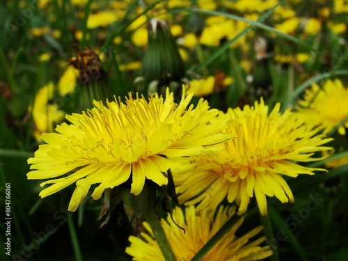 Kwiaty mleczu (kwiaty mniszka lekarskiego)