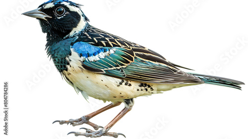 Blue and white sparrow bird isolated on a transparent background