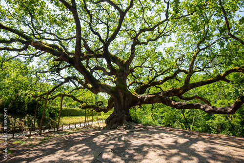 The Oak of the Witches - Italy