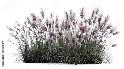Bush of blooming ornamental grass isolated on white background. Generative Ai
