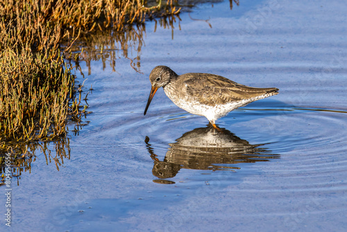 Spotted Redshank, Tringa erythropus looking for food in a beach at Quinta do Lago, Ria Formosa in Portugal