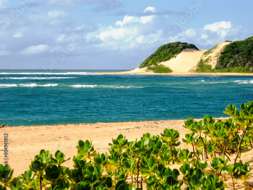 Tall vegetate beach dunes of Mozambique on a clear day with leaves of Scaevola plumieri in the foreground