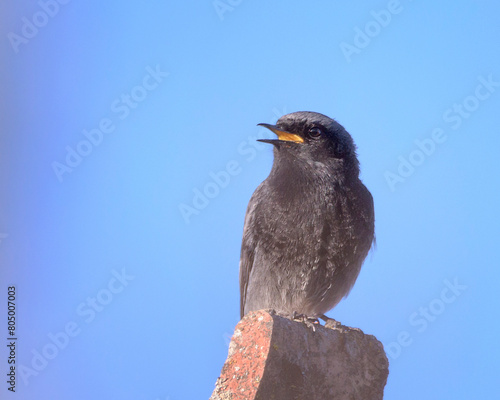 Black Redstart singing on top of a roof isolated on a blue sky as a background