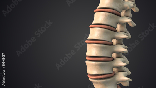 Difficulties with the human spinal discs