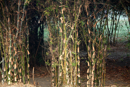 Burmese bamboo (Bambusa polymorpha) cluster in a garden : (pix Sanjiv Shukla)