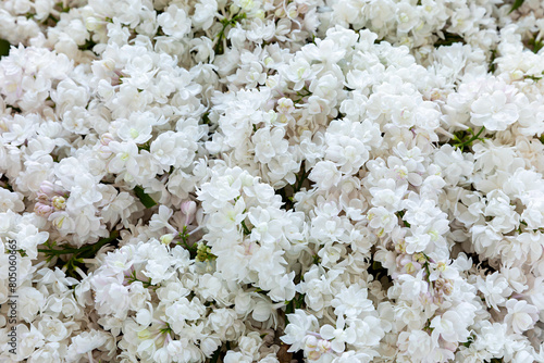 Top view of pearl-pink lilac flowers (Syringa vulgaris) as an abstract pattern. The Beauty of Moscow or Krasavitsa Moskvy cultivar.
