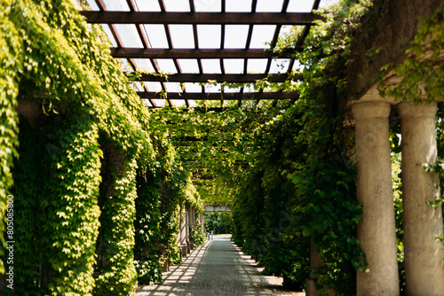 Green pergola in Park, Wroclaw, Poland. Natural park tunnel made of green plants. Magnificent tunnel and walking way.