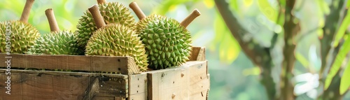 A crate of fresh durians, a tropical fruit known for its large size and distinctive spiky exterior
