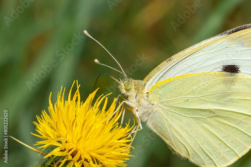 Butterfly drinks nectar from dandelion