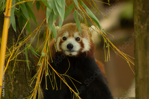 Panda roux Bao du parc saintes croix en Moselle, qui se prépare a manger du bambou