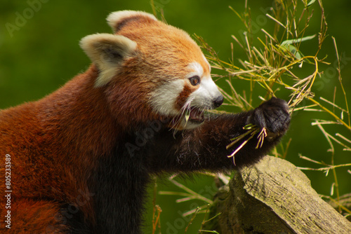 Panda roux Bao du parc saintes croix en Moselle, qui se prépare a manger du bambou