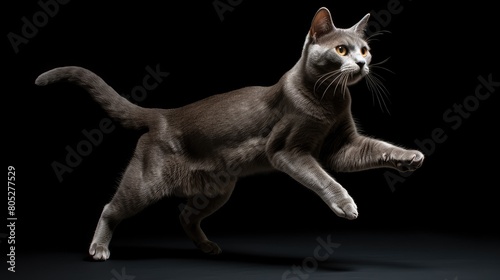 tail gray cat