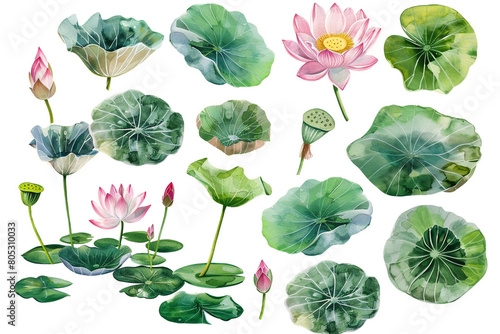 Watercolor lotus clipart with serene pink blooms and green lily pads 
