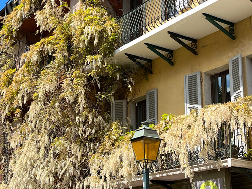 Annecy, Haute-Savoie, France, 04-21-2024: details of a giant white wisteria climbing on a building in the old town, famous for its canals that made Annecy known worldwide as the French Venice 