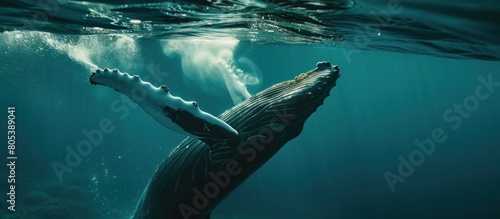 Portrait of a humpback whale swimming underwater