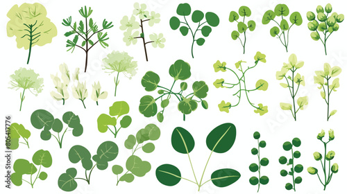 Set of detailed botanical drawings of Moringa oleif